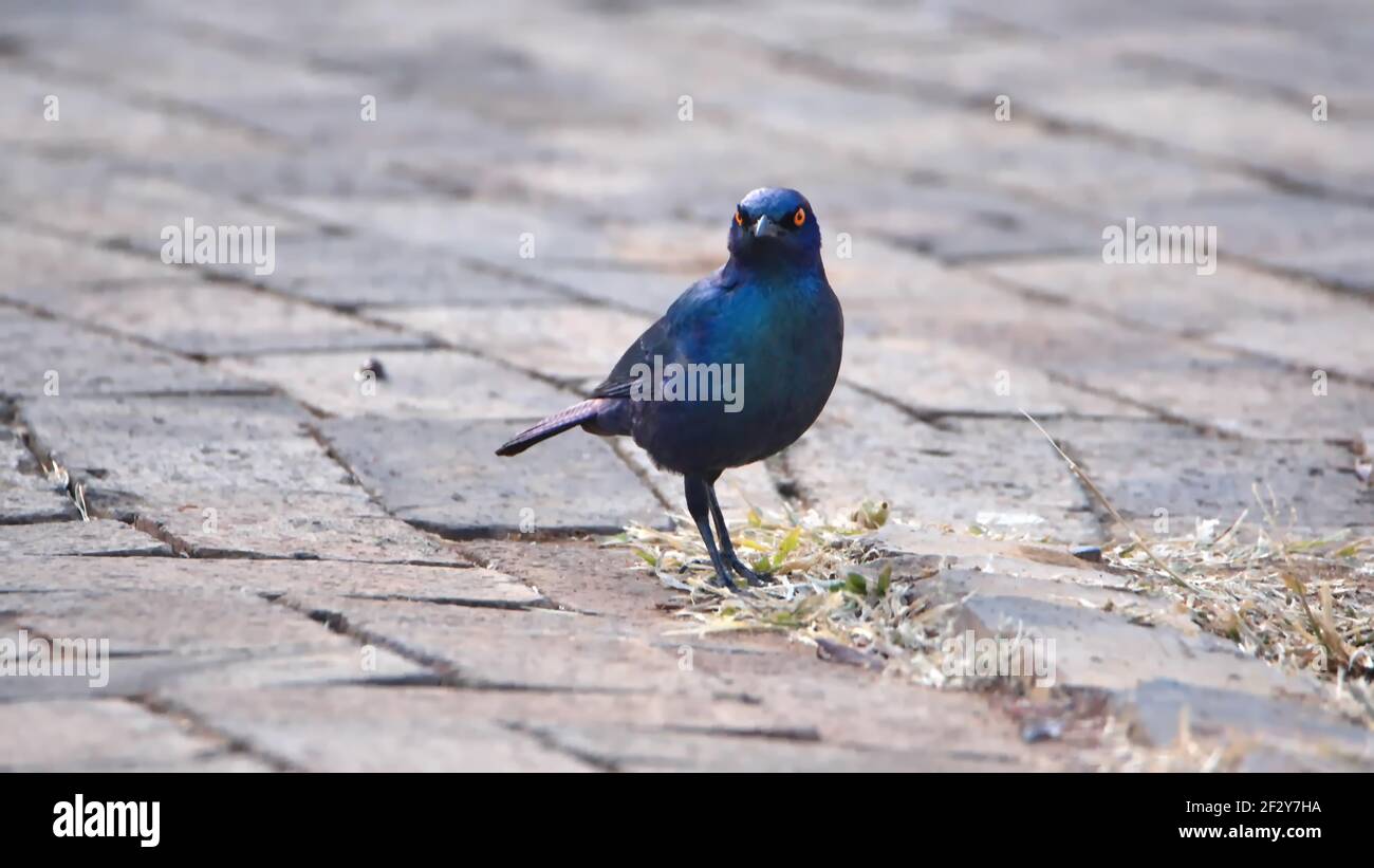 Cape glossy starling (Lamprotornis nitens) on a brick path in Pilanesberg National Park, South Africa Stock Photo