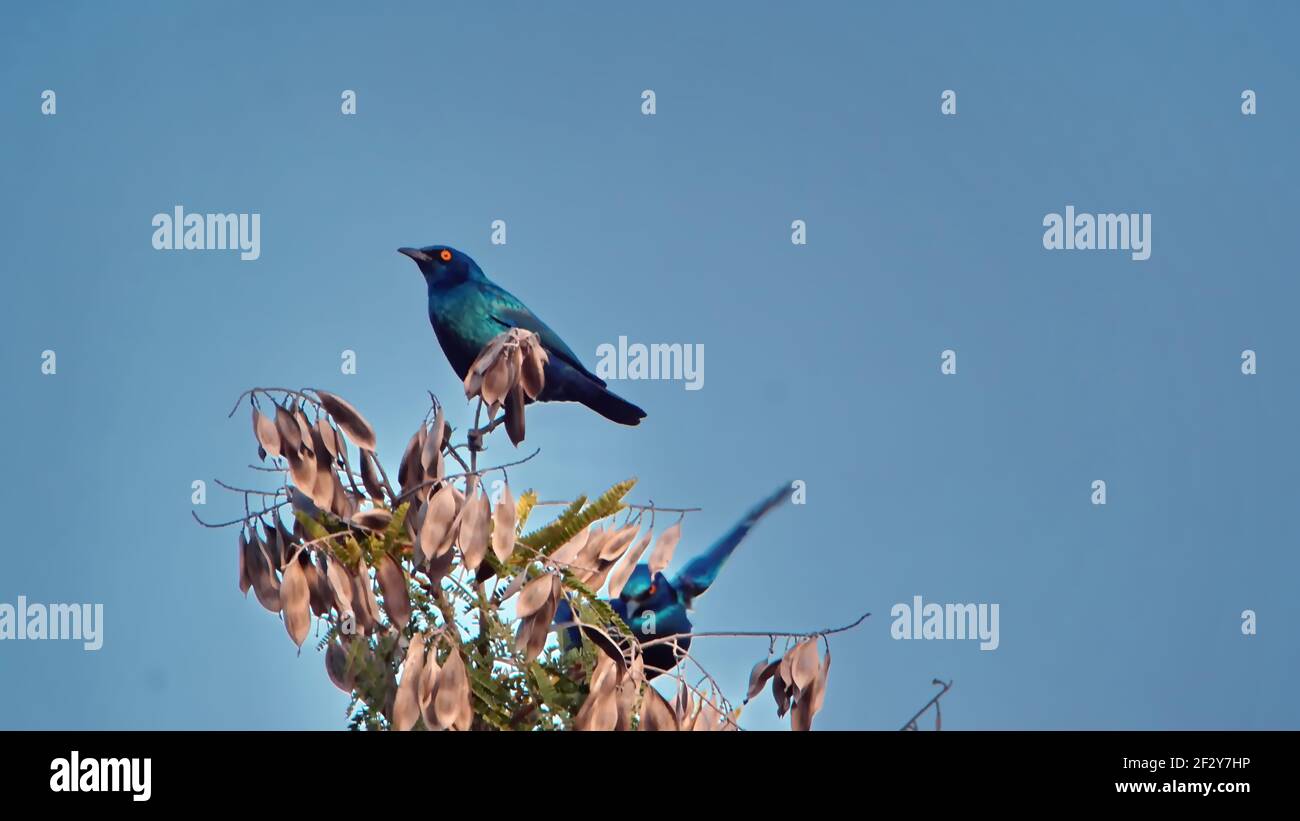 Cape glossy starling (Lamprotornis nitens) perched in a tree in Pilanesberg National Park, South Africa Stock Photo