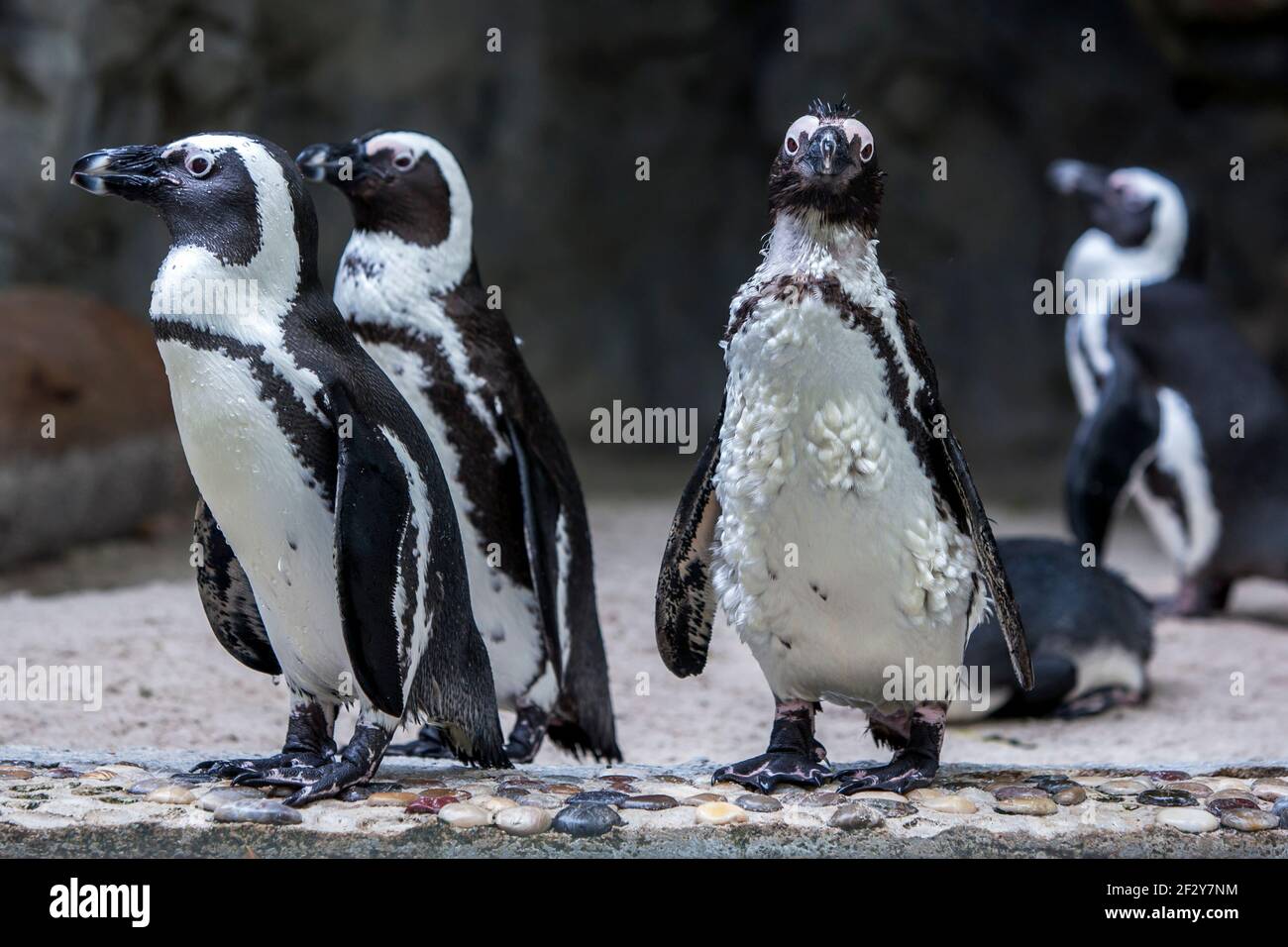 African (Jackass) penguins at the Singapore Zoo in Singapore. Singapore Zoo  is 26 hectares in area and has more than 2,800 animals Stock Photo - Alamy