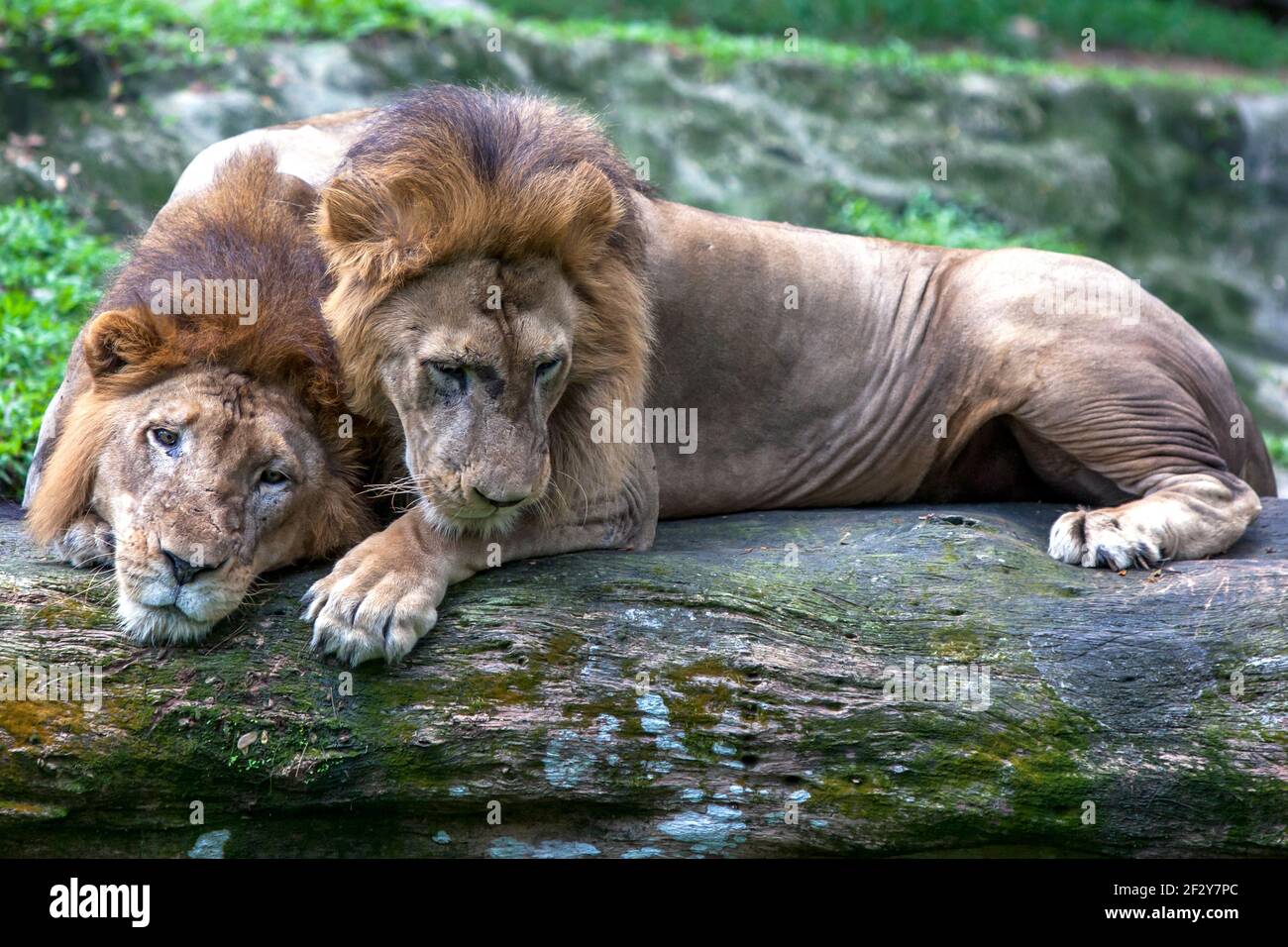A pair of African lions relax at the Singapore Zoo in Singapore