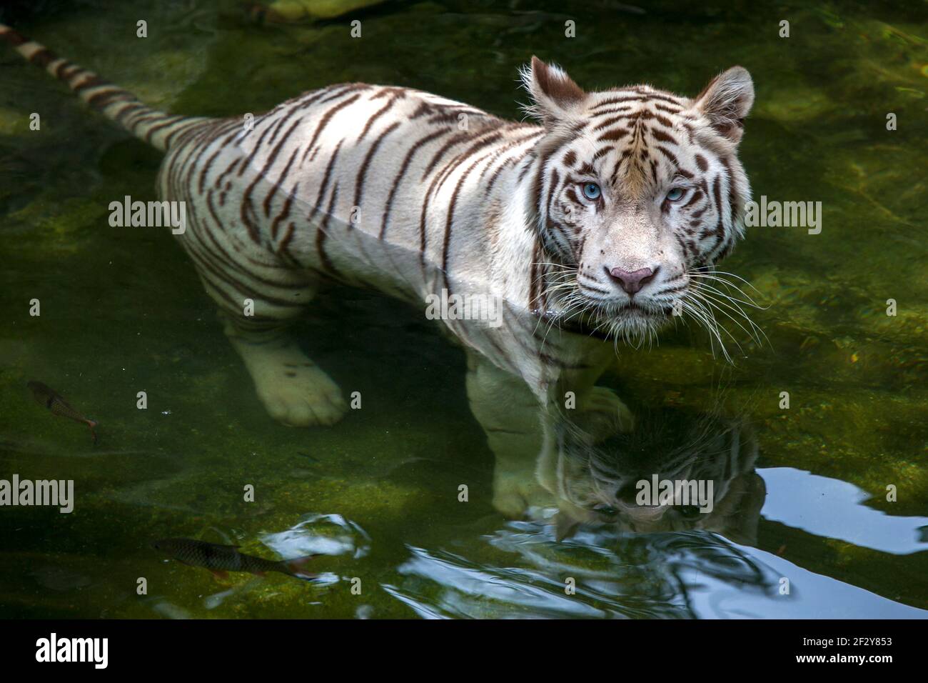 A white tiger at Singapore Zoo swimming in the moat surrounding its enclosure. This tiger is particularly fond of diving into the moat. Stock Photo