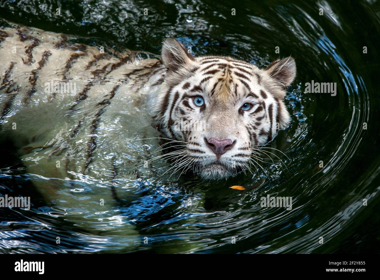 A white tiger at Singapore Zoo swimming in the moat surrounding its enclosure. This tiger is particularly fond of diving into the moat. Stock Photo