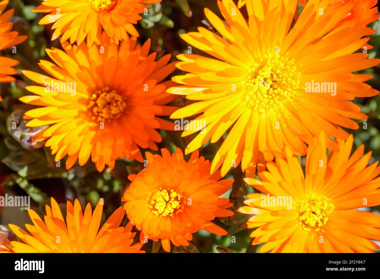 Noon flowers in Bloom Stock Photo