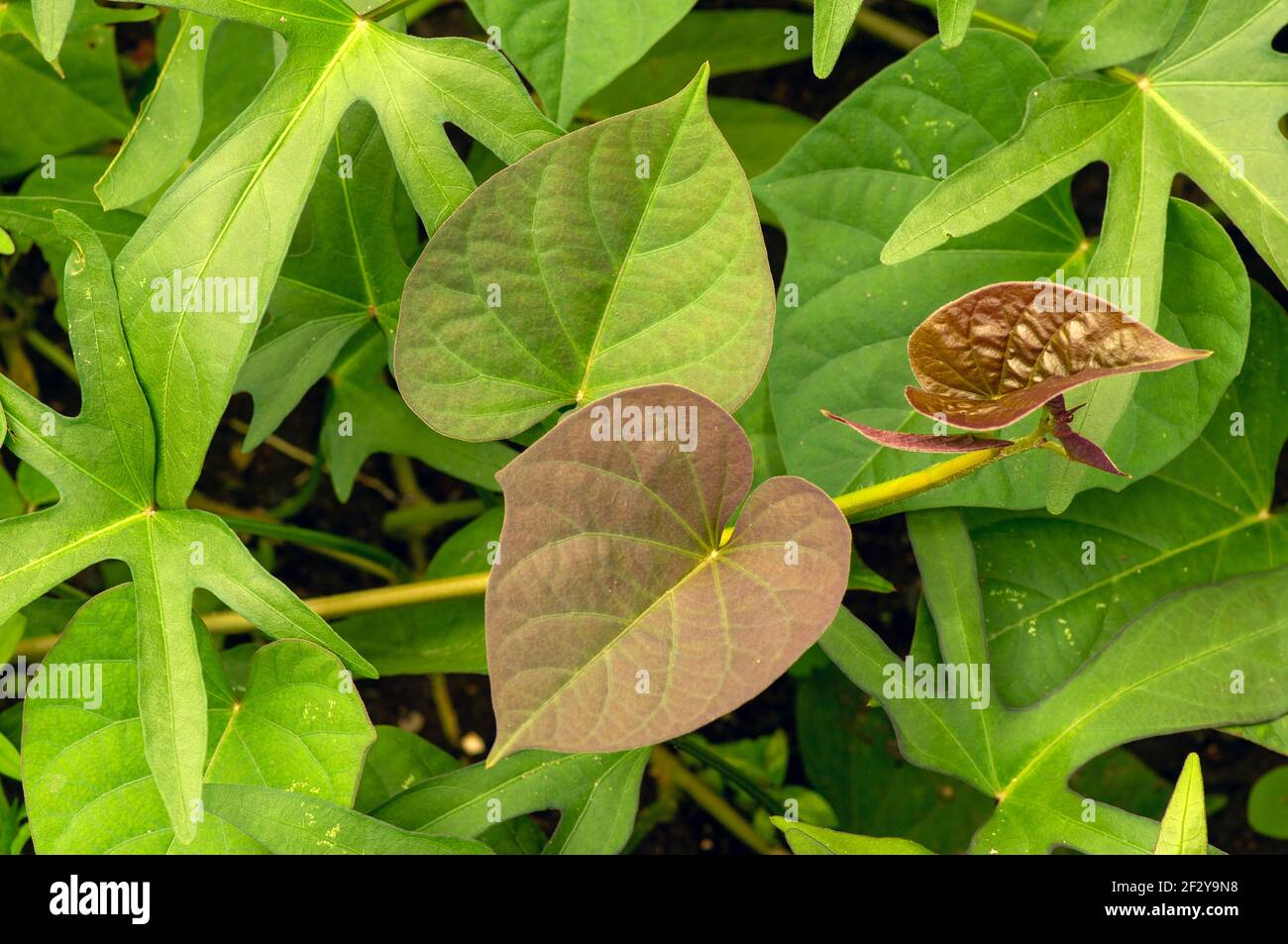 Sweet potato (Ipomoea batatas) leaves, called Ubi Jalar in Indonesia Stock Photo