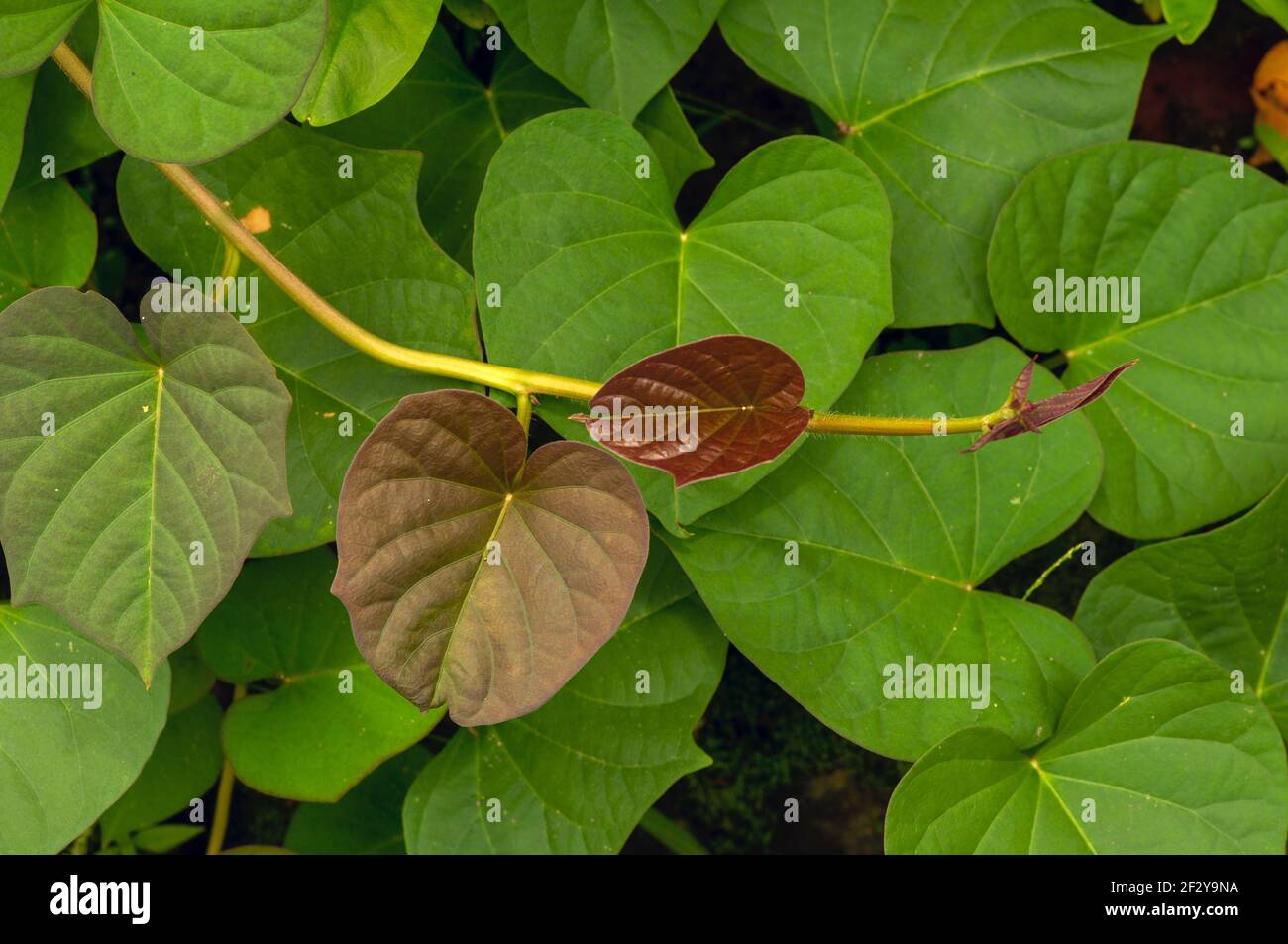 Sweet potato (Ipomoea batatas) leaves, called Ubi Jalar in Indonesia, is a plant grown for its tuberous roots in tropical, subtropical country Stock Photo