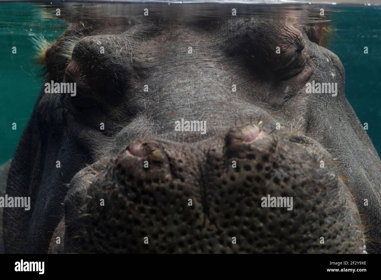 A hippopotamus takes a nap underwater on March 9, 2021, at the Saint Louis Zoo. Stock Photo