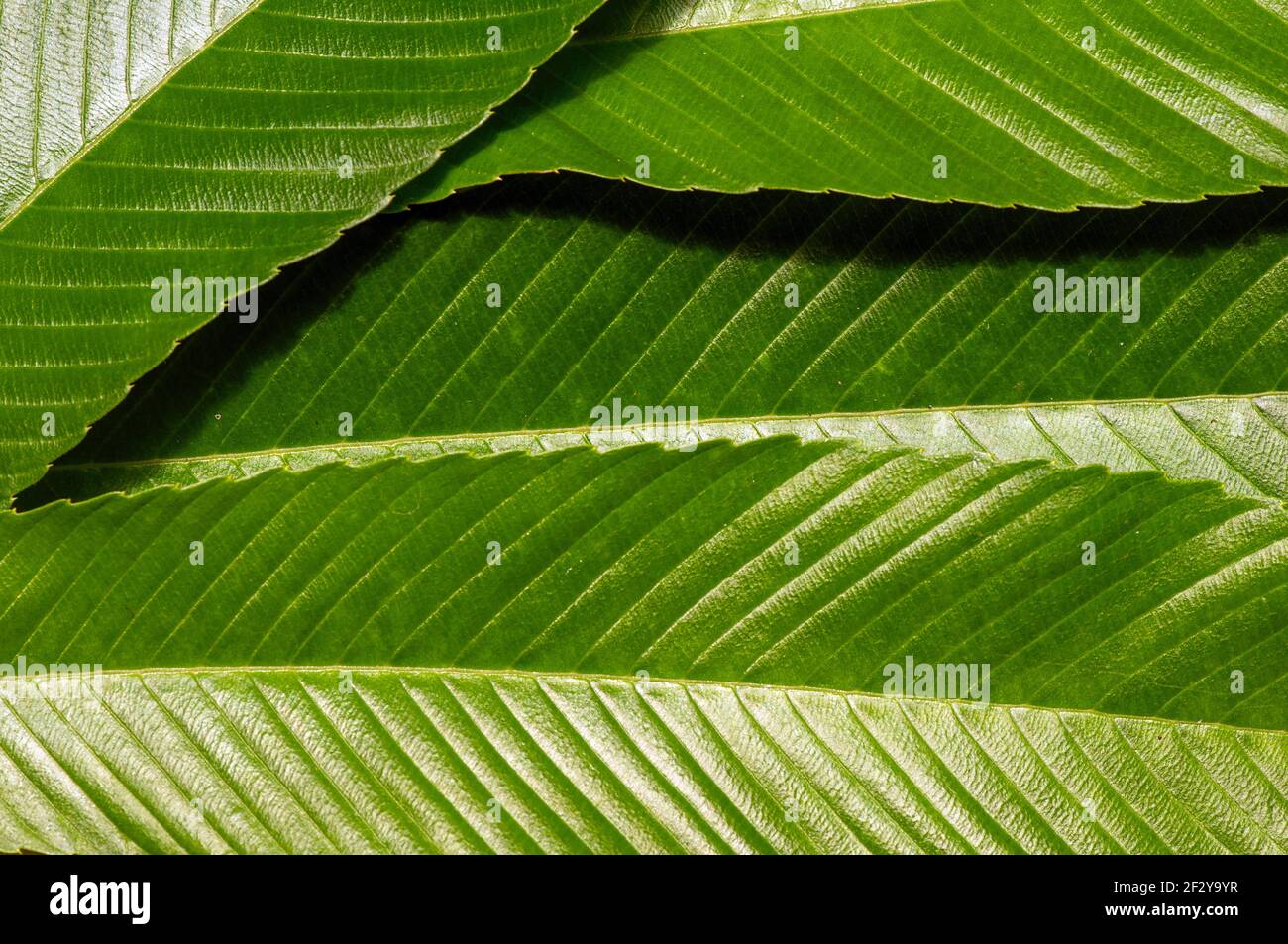 Dillenia indica leaves, commonly known as elephant apple, is a species