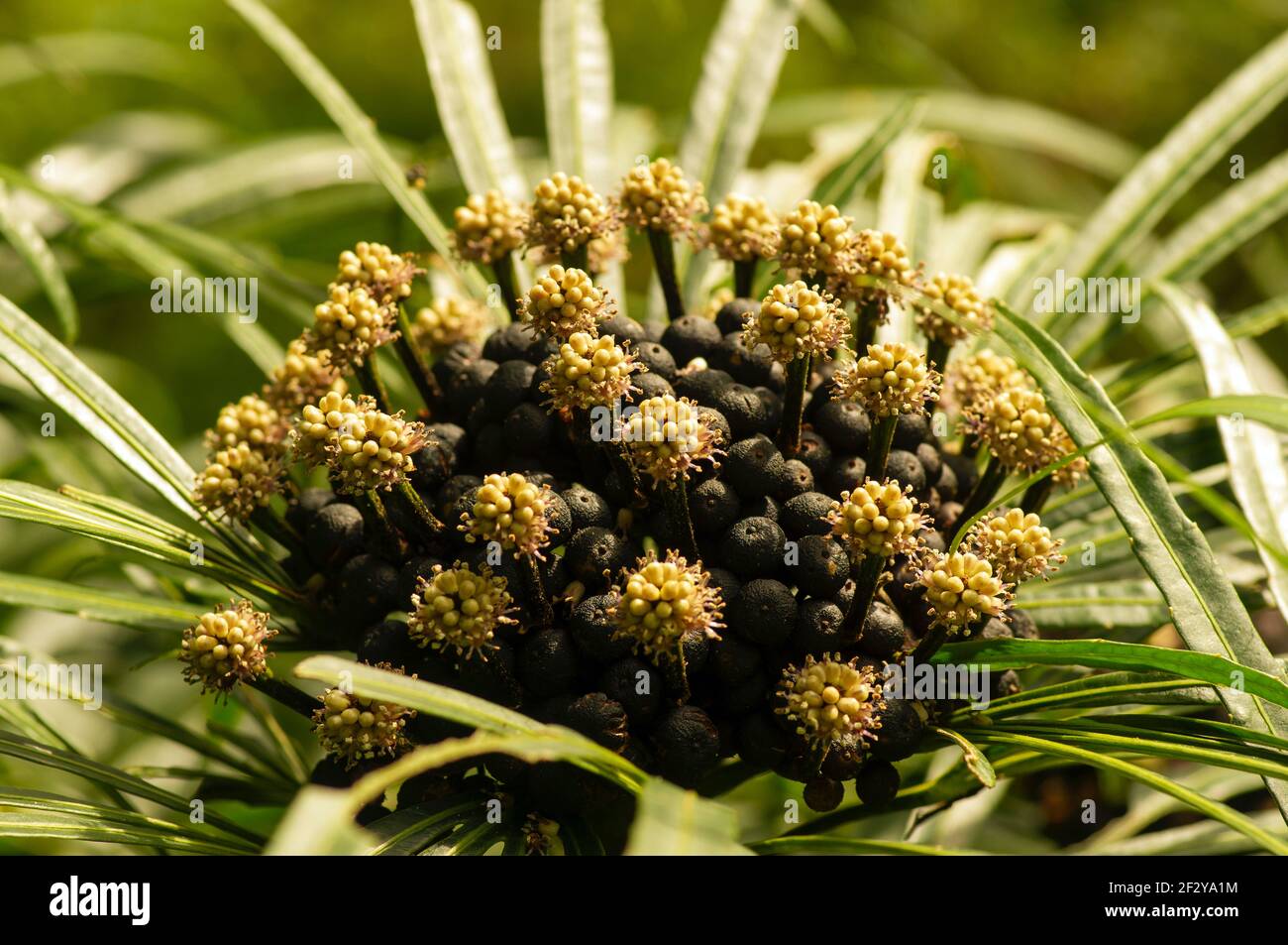Miagos Bush flower (Osmoxylon lineare) blooming in shallow focus, a popular shrub cultivated as hedges and house plants. Stock Photo