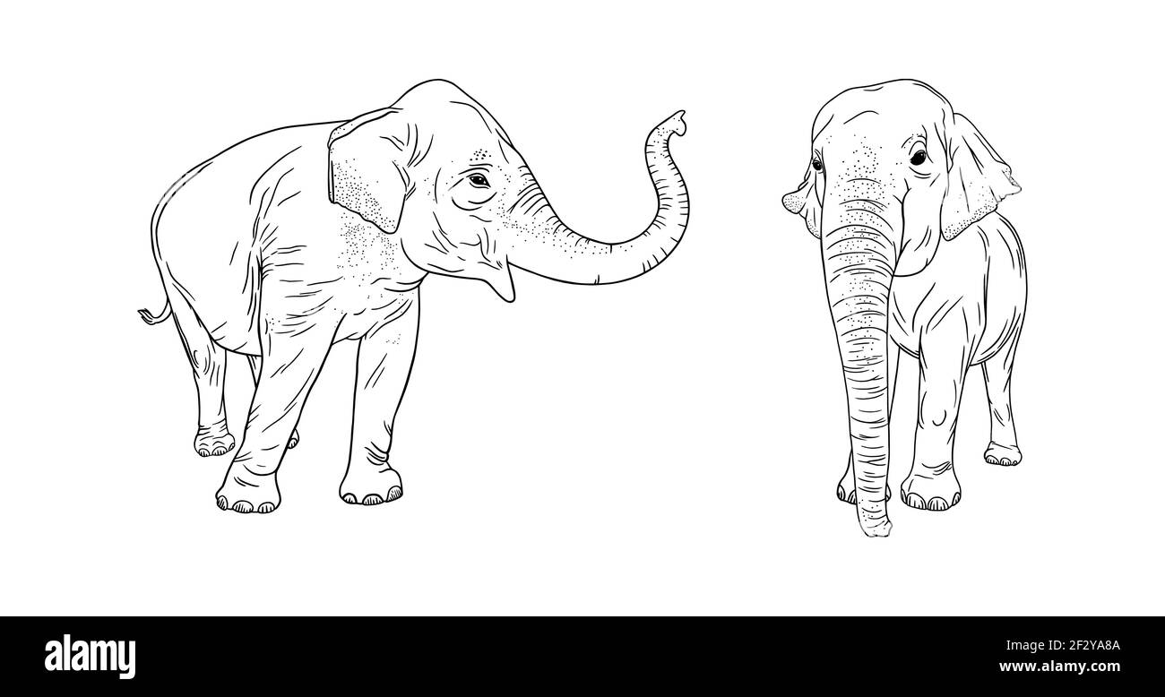 Wild elephants isolated on white background. Realistic illustration of Asian elephants. Engraved vector illustration Stock Vector