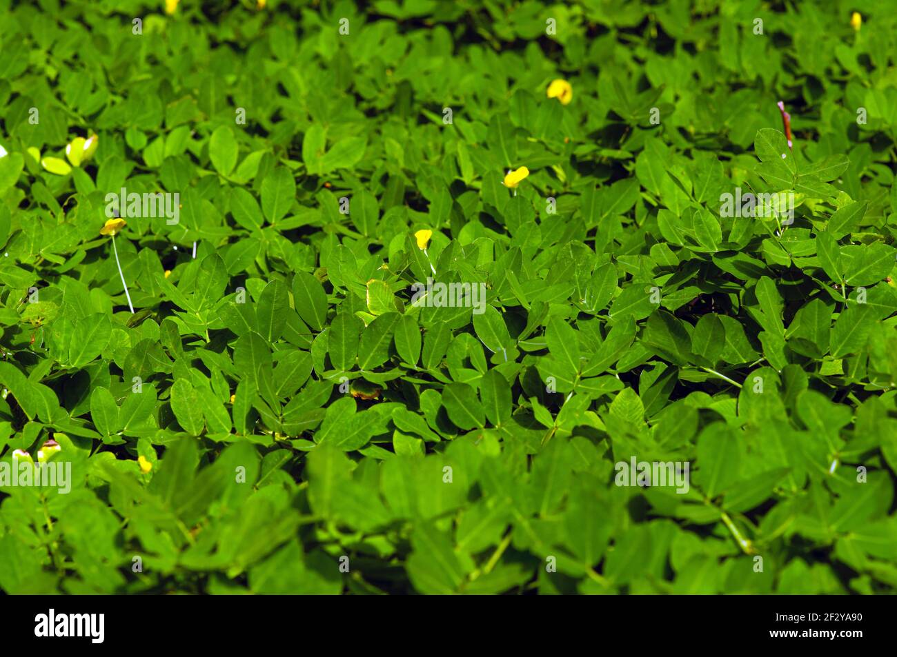 Tiny yellow flowers among green leaves in shallow focus for natural background Stock Photo