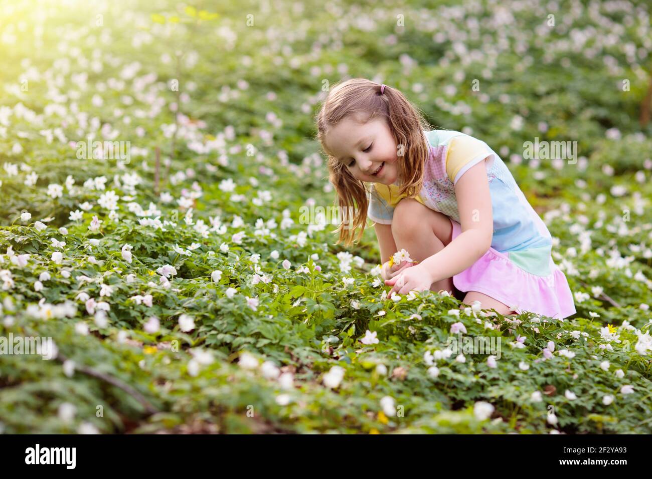 Child on Easter egg hunt in blooming garden with spring flowers. Kid with colored eggs in basket. Little girl picking flower. Stock Photo