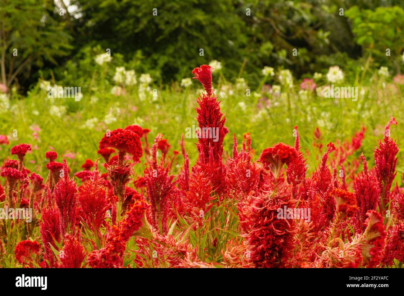 Growing Cockscomb flower (Celosia cristata) in the garden, in shallow ...