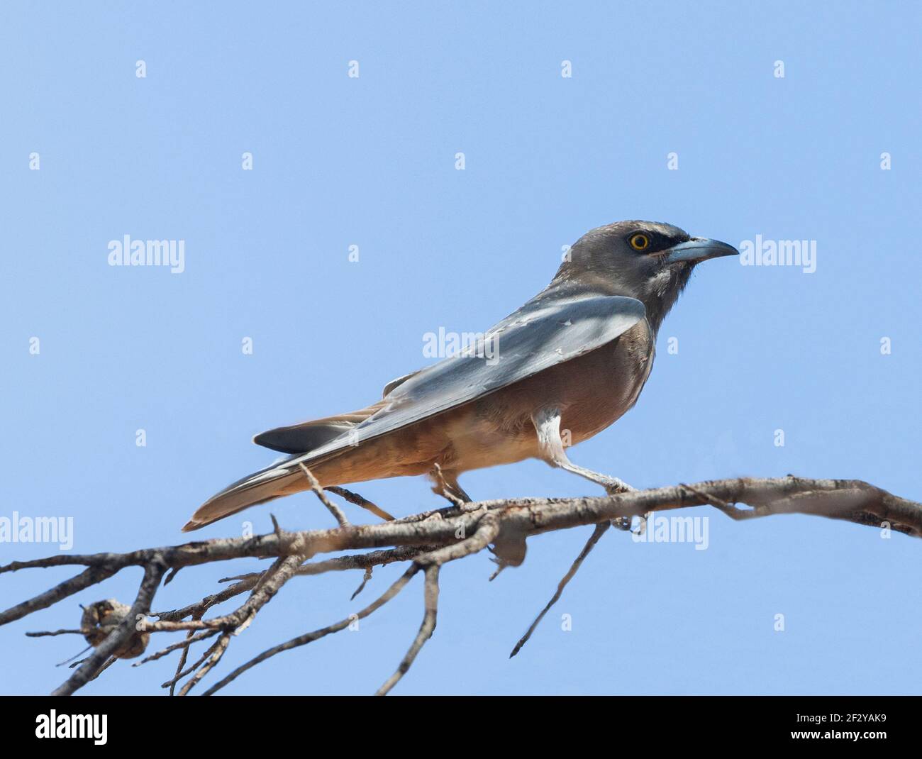 White-browed Woodswallow (Artamus superciliosus) perched on a branch, Queensland, QLD, Australia Stock Photo