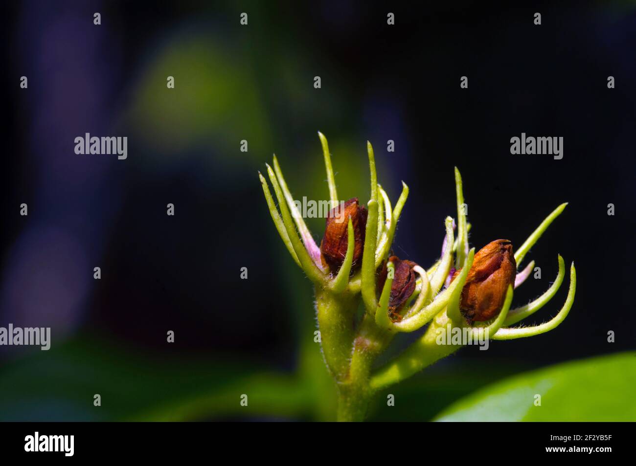Jasmine buds hires stock photography and images Alamy