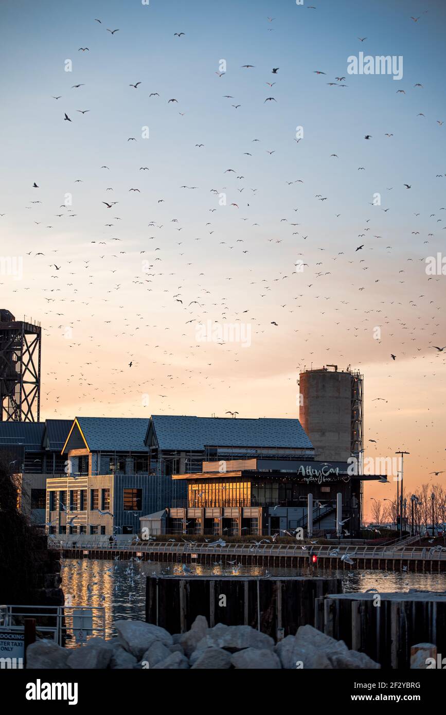 Alley Cat in the flats in cleveland ohio Stock Photo Alamy