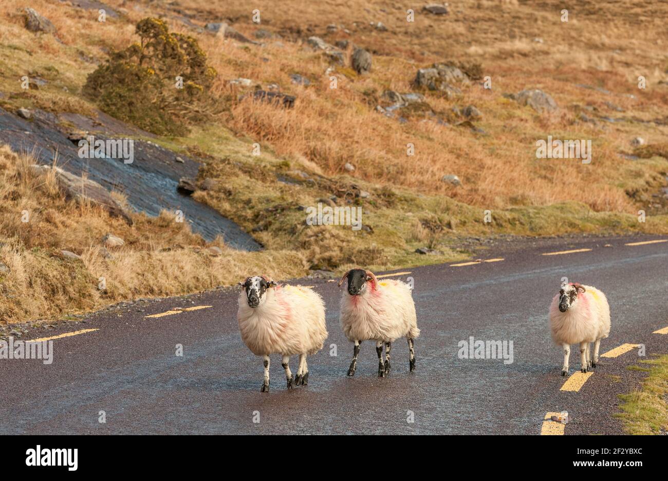 Healy Pass, Cork, Ireland. 13th March, 2021. Sheep wander on the road on the Healy Pass in West Cork, Ireland. - Credit; David Creedon / Alamy Live News Stock Photo