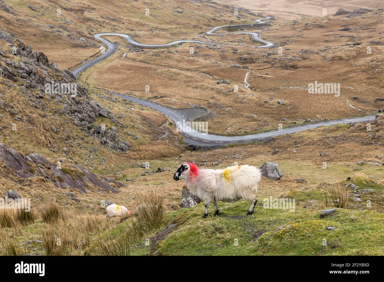 Healy Pass, Cork, Ireland. 13th March, 2021. A lone sheep wanders on the hillside that overlooks the main road to Castletownbere from the Healy Pass in West Cork, Ireland.  - Credit; David Creedon / Alamy Live News Stock Photo