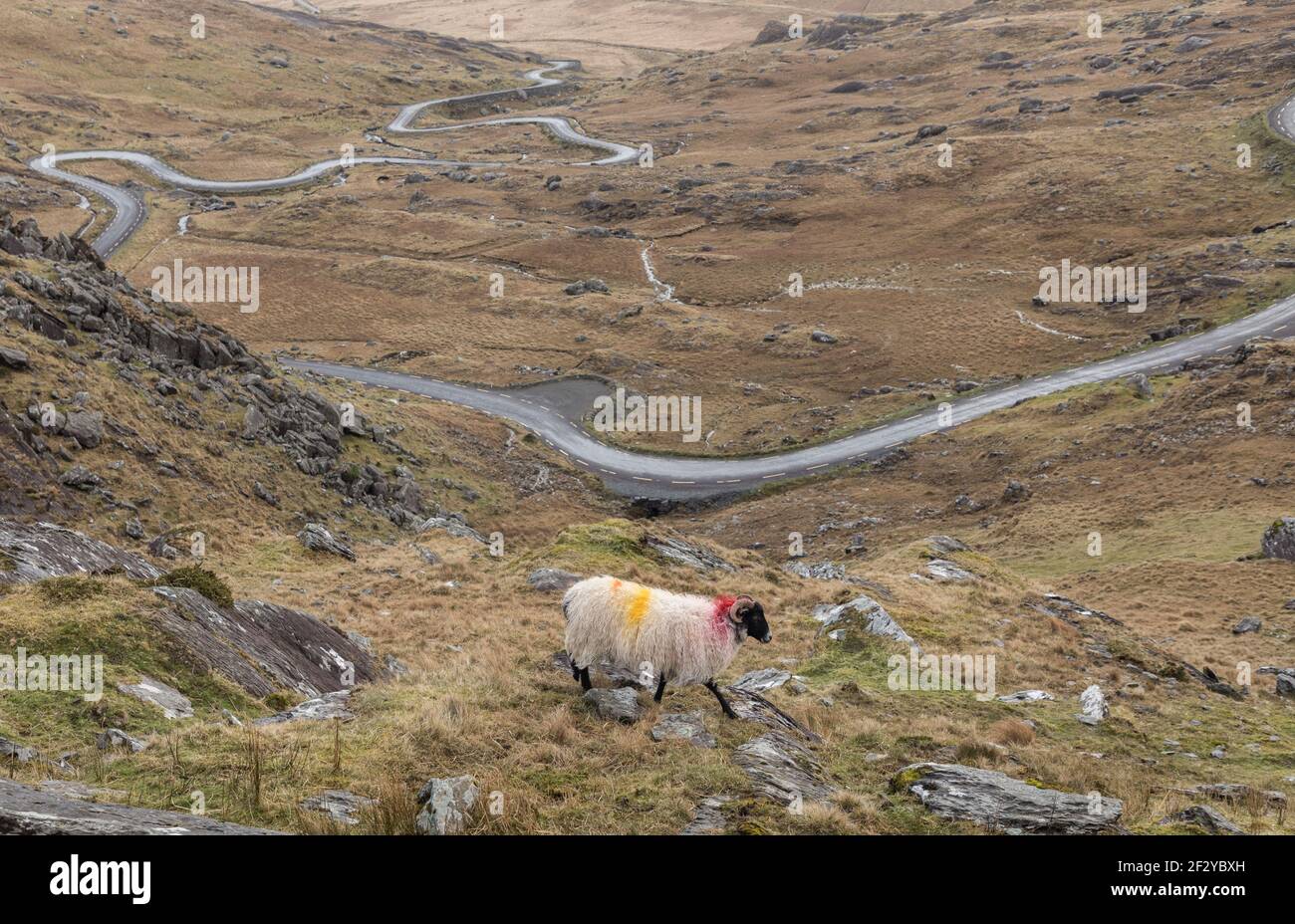 Healy Pass, Cork, Ireland. 13th March, 2021. A lone sheep wanders on the hillside that overlooks the main road to Castletownbere from the Healy Pass in West Cork, Ireland.  - Credit; David Creedon / Alamy Live News Stock Photo