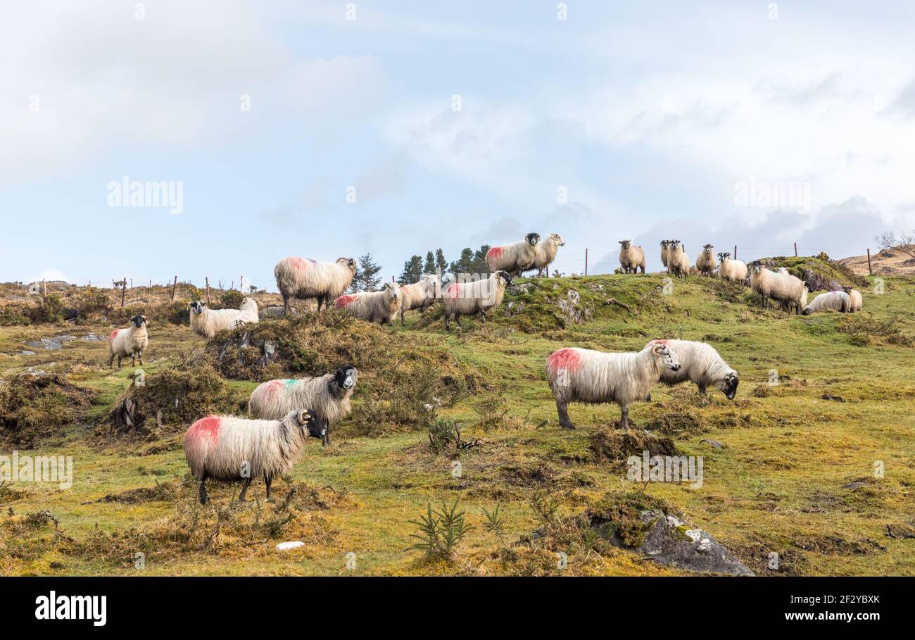 Healy Pass, Cork, Ireland. 13th March, 2021.Mountain Sheep wander the hillside around the Healy Pass in West Cork, Ireland.  - Credit; David Creedon / Alamy Live News Stock Photo