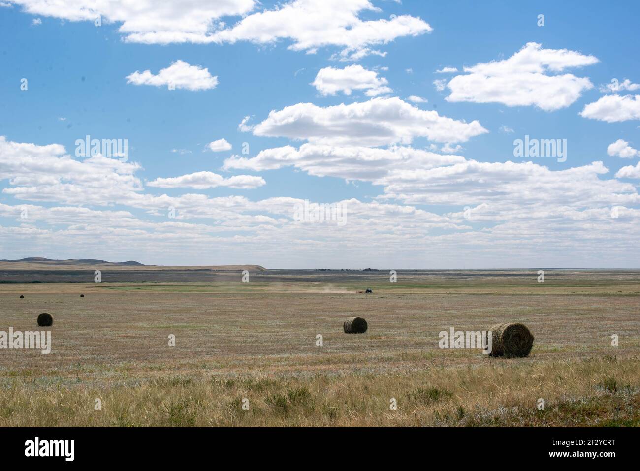 A herd of cattle grazing on a dry grass field Stock Photo