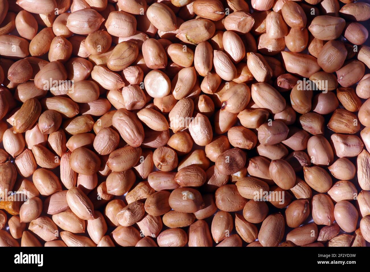Growing Monkey Nuts Peanuts Clipart