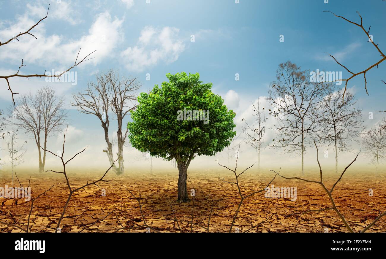 Lonely green tree in dry wasteland a concept for global warming. Stock Photo