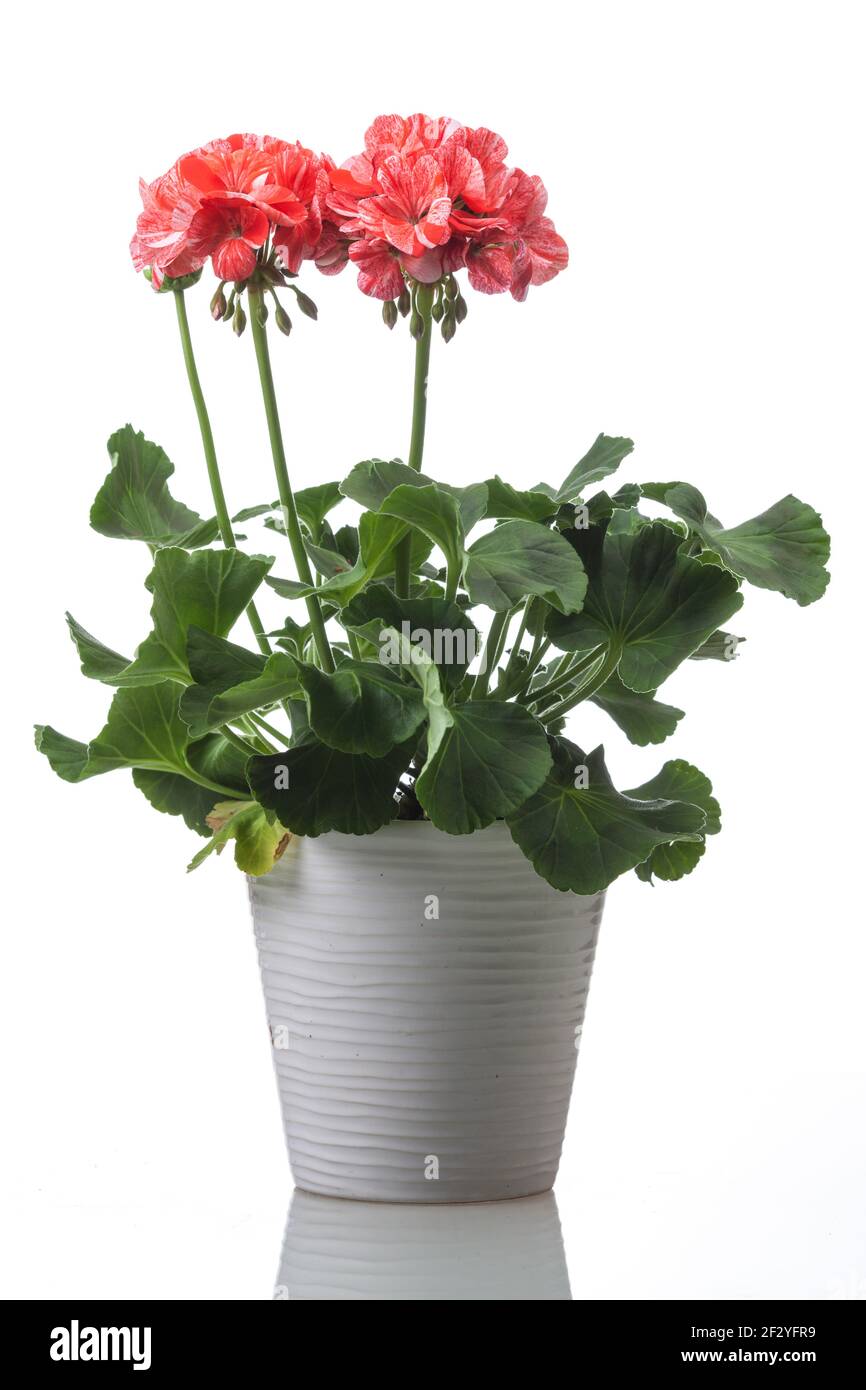 Zonal geranium, Zonalpelargon (Pelargonium x hortorum) Stock Photo