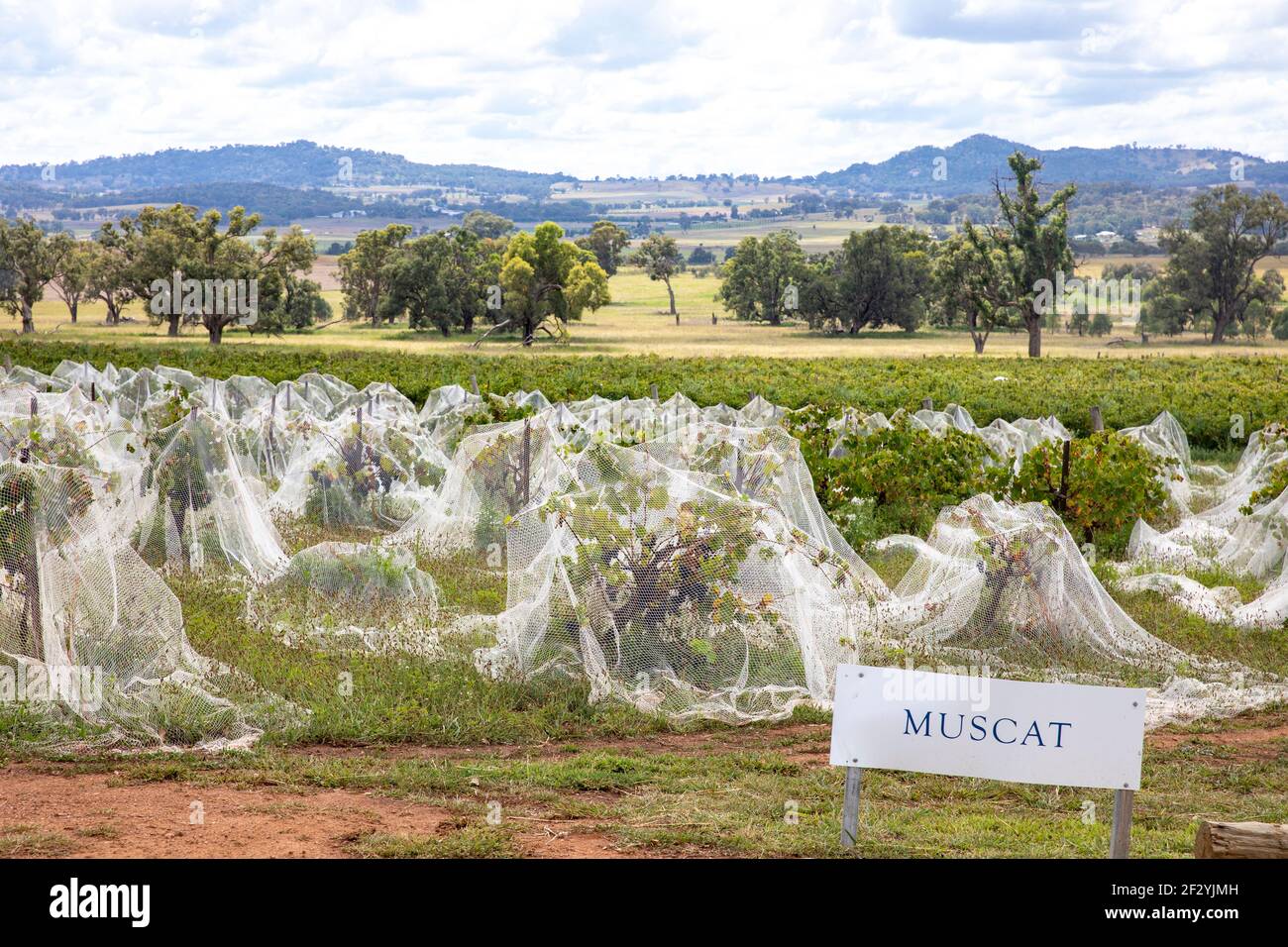 Muscat grape vines growing under netting at a winery in Mudgee,regional new south wales,Australia Stock Photo