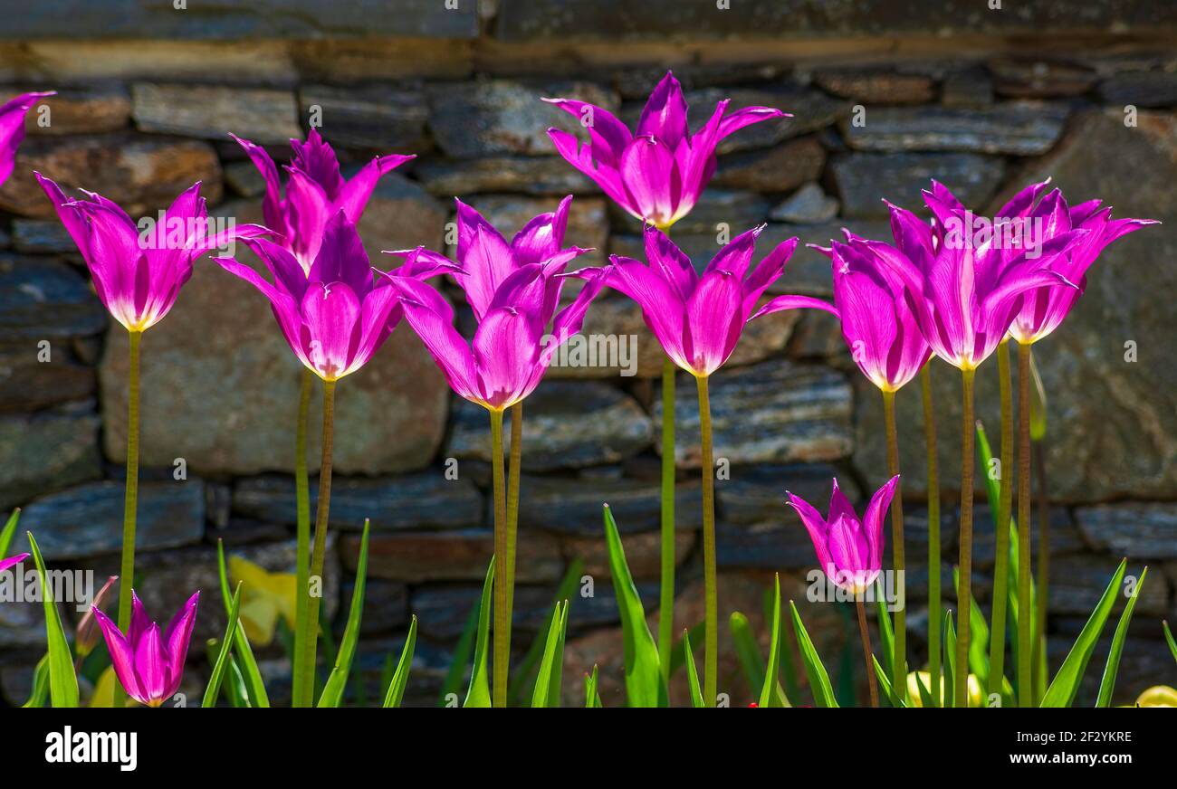 Tulipa purple tower hires stock photography and images Alamy