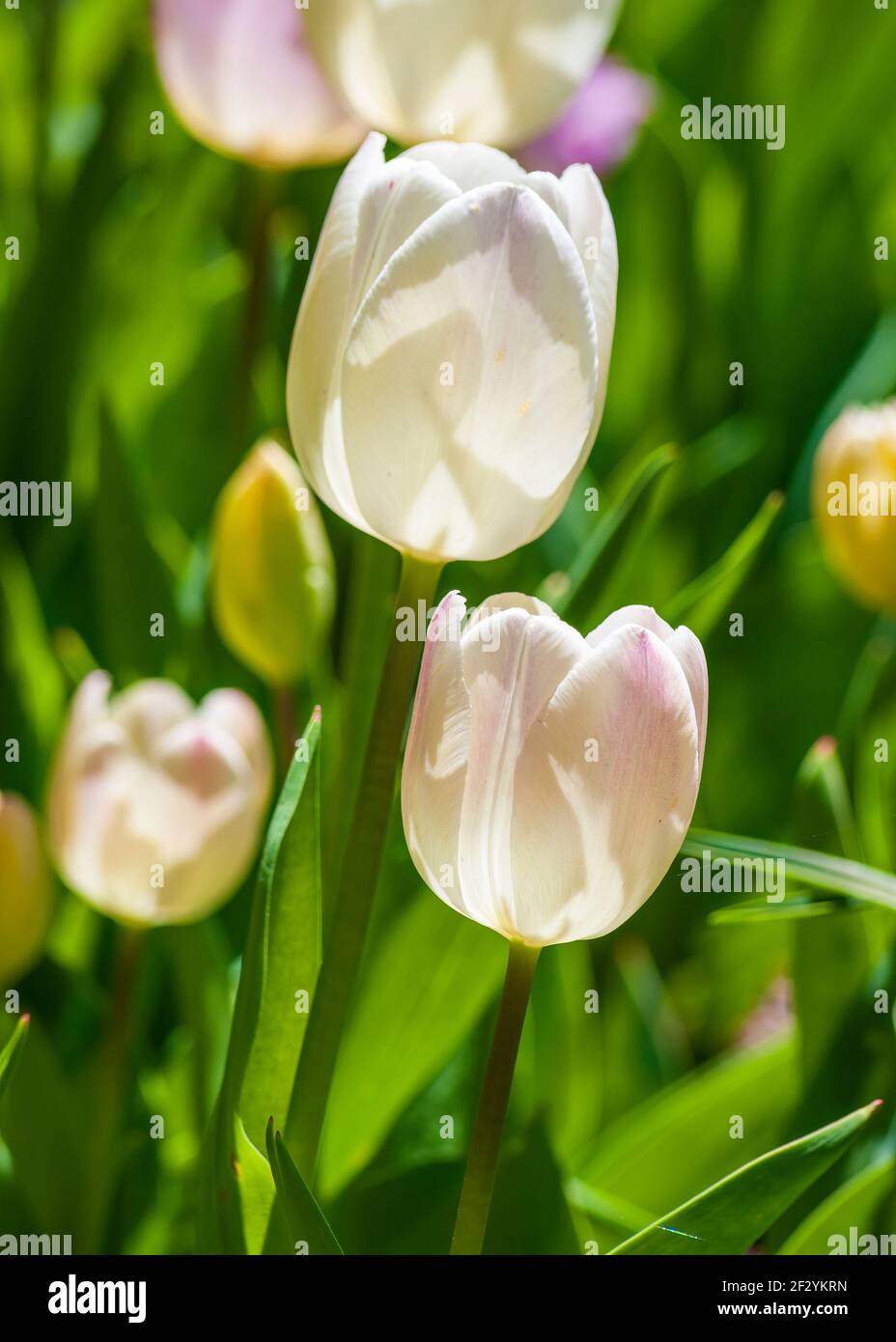 White triumph tulips. New England Botanic Garden at Tower Hill, Boylston, MA, USA Stock Photo