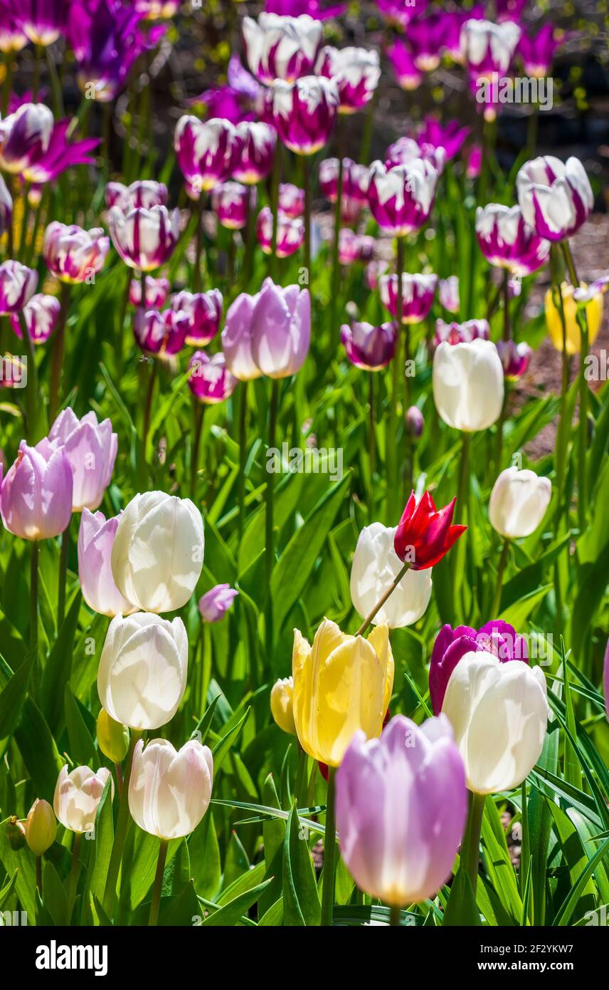 Field of colorful triumph tulips in shades of white, purple, red, yellow, and red. Out of focus: Tulipa ‘Rem’s Favorite’. New England Botanic Garden Stock Photo
