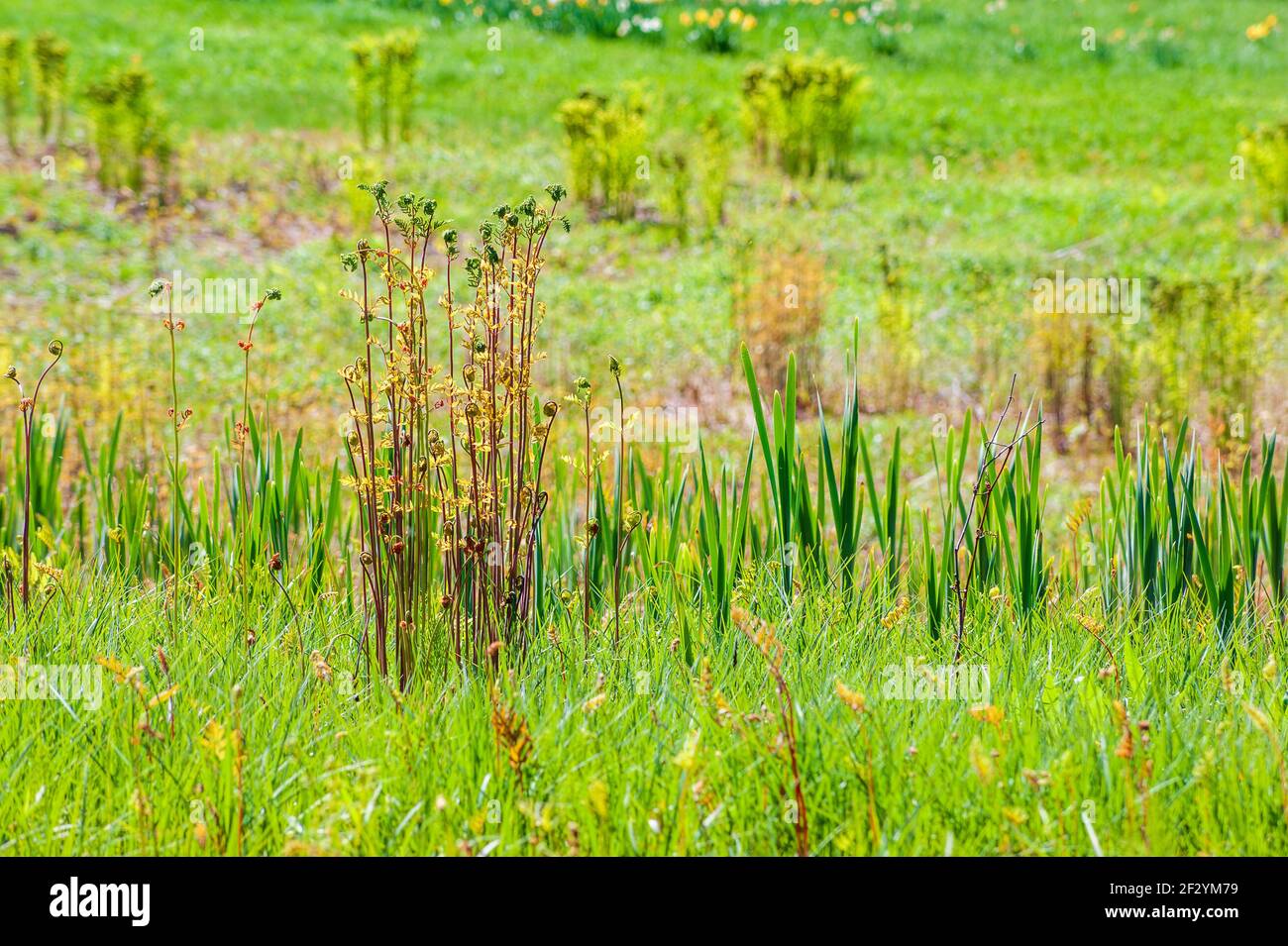 American royal fern (Osmunda spectabilis) and daffodil (Narcissus). Spring shoots bursting into life. New England Botanic Garden at Tower Hill, Stock Photo