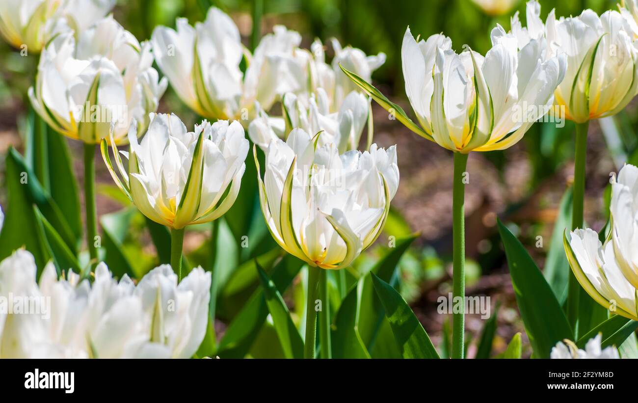 Tulipa ‘Exotic Emperor’ (Fosteriana Tulip) - large early blooms with double and fluffy white flowers. New England Botanic Garden at Tower Hill, MA. Stock Photo