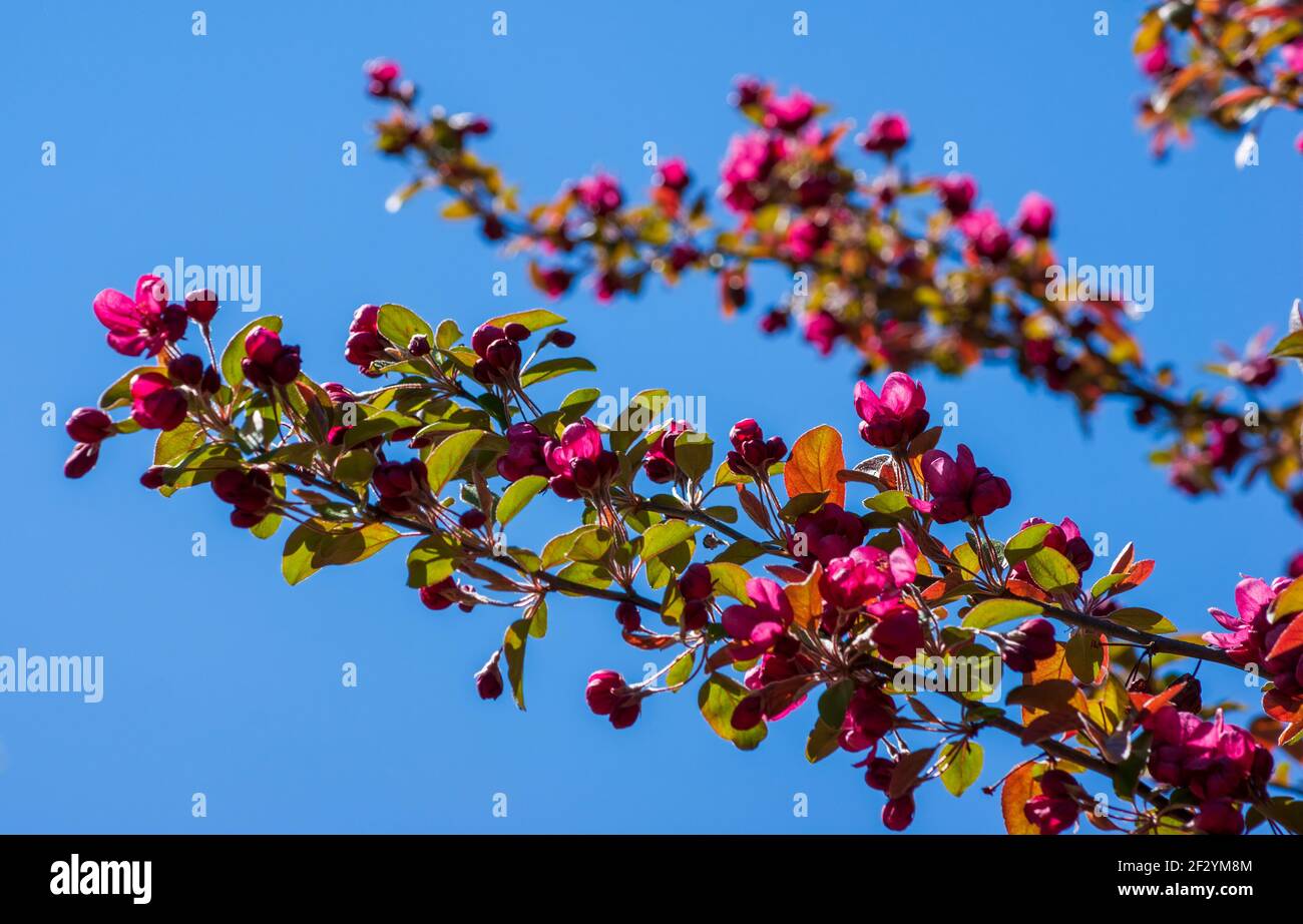 Profuse flowering tree branches of a Japanese flowering Crabapple (Malus × floribunda Siebold ex