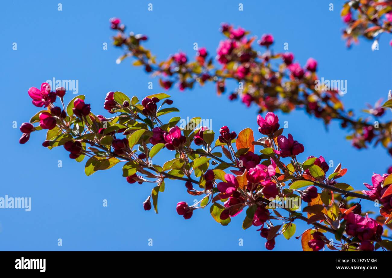 Profuse flowering tree branches of a Japanese flowering Crabapple (Malus × floribunda Siebold ex Van Houtte). New England Botanic Garden at Tower Hill Stock Photo