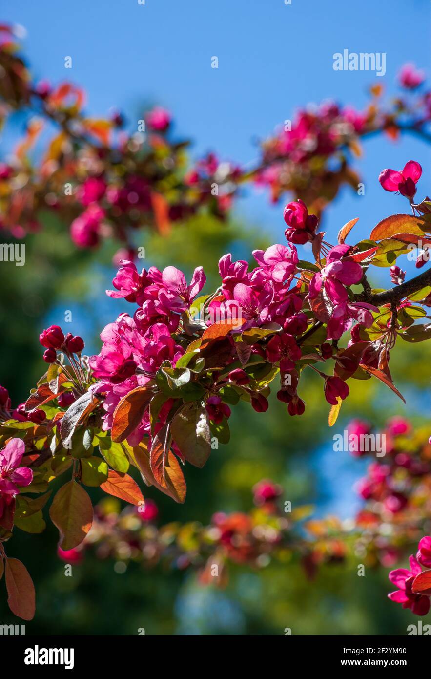 Profuse flowering tree branches of a Japanese flowering Crabapple (Malus × floribunda Siebold ex Van Houtte). New England Botanic Garden at Tower Hill Stock Photo