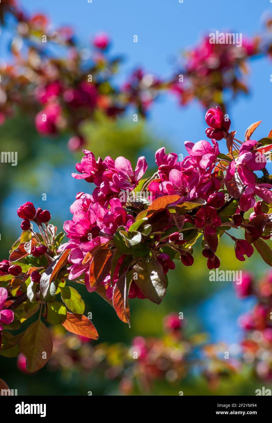 Profuse flowering tree branches of a Japanese flowering Crabapple (Malus × floribunda Siebold ex