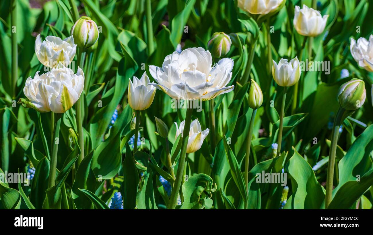 Tulipa ‘Exotic Emperor’ (Fosteriana Tulip) - large early blooms with double and fluffy white flowers. New England Botanic Garden at Tower Hill, MA. Stock Photo