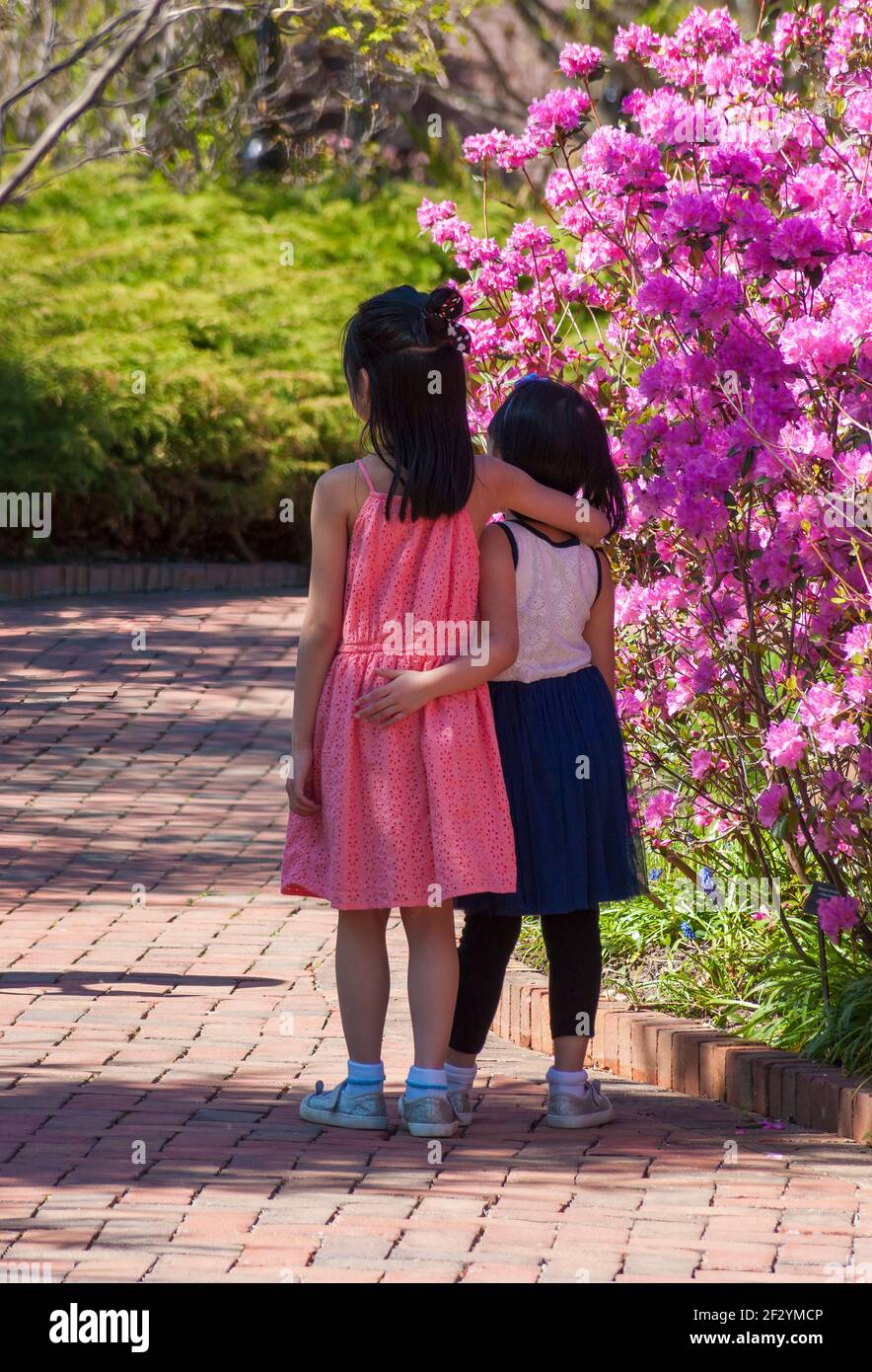 Young sisters posing for a snapshot near a Rhododendron shrub with bright purple flower. New England Botanic Garden at Tower Hill, Boylston, MA, US Stock Photo