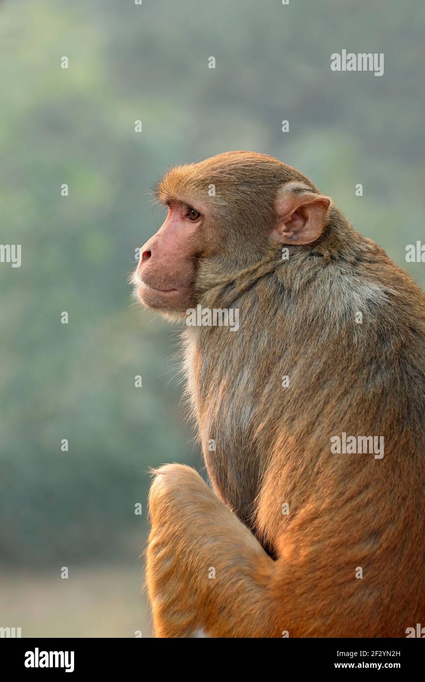 Portrait of a rhesus macaque monkey (Macaca mulatta), India Stock Photo