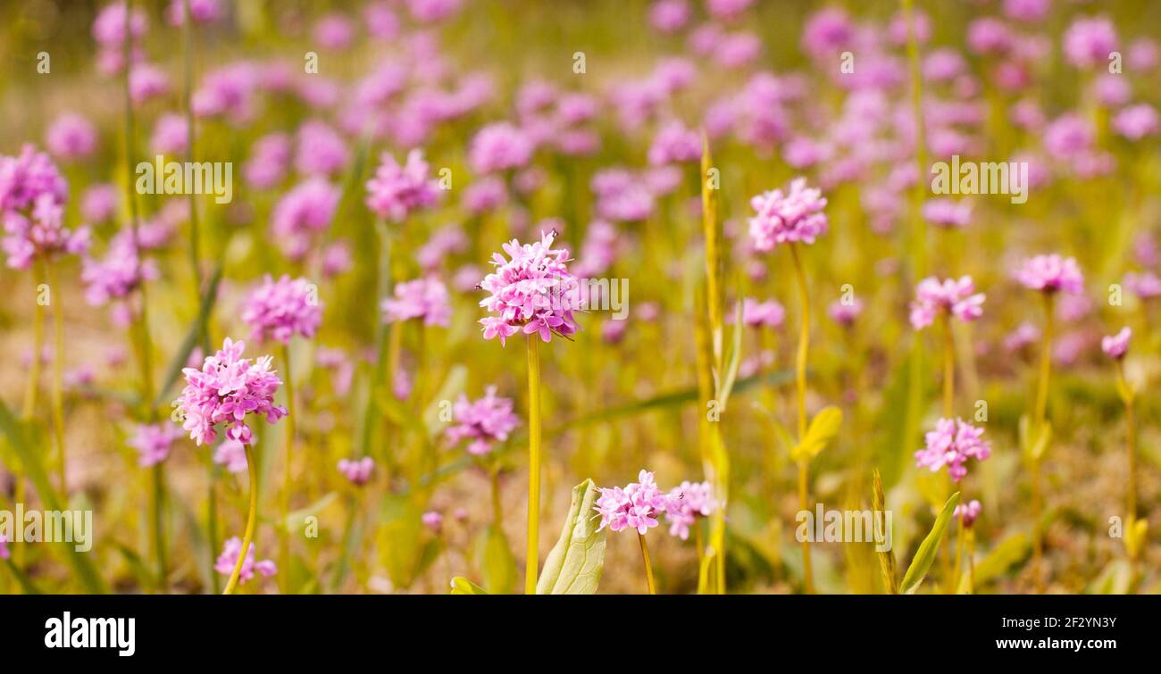 meadow of wild pink verbena, Victoria, BC, Canada Stock Photo