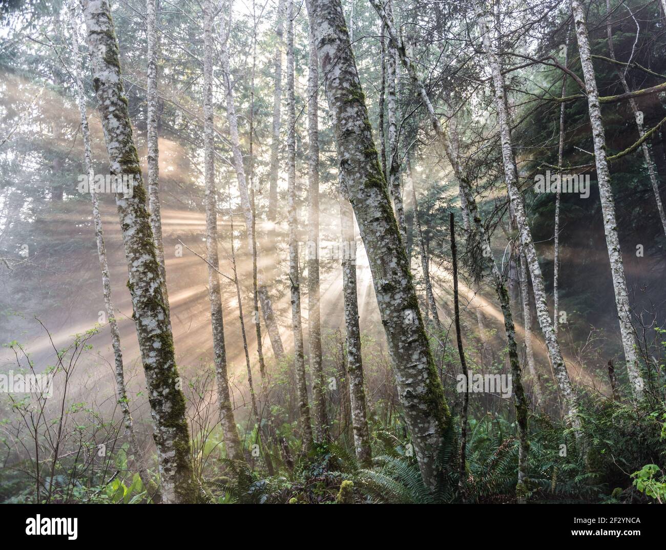 sunbeam through trees in a misty morning forest Stock Photo - Alamy