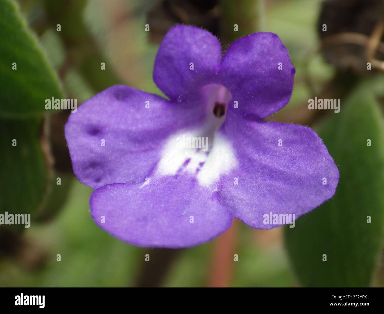 A closeup shot of blooming  Streptocarpus flowers in the greenery Stock Photo