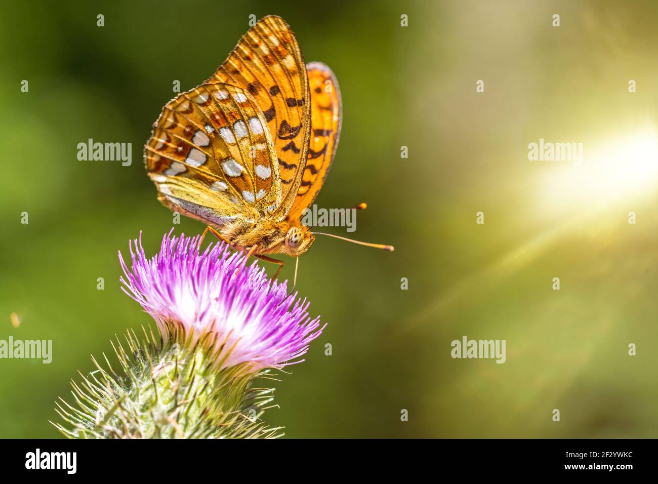 Closeup macro shot of a beautiful colourful Dark Green Fritillary butterfly on a thistle flower with scenic sun rays Stock Photo