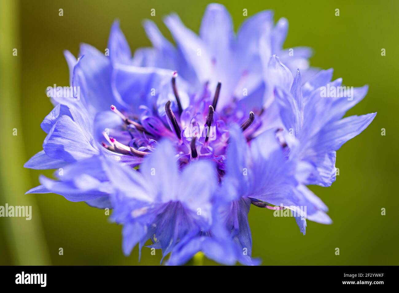 Closeup macro shot of beautiful purple wildflower in the garden Stock Photo