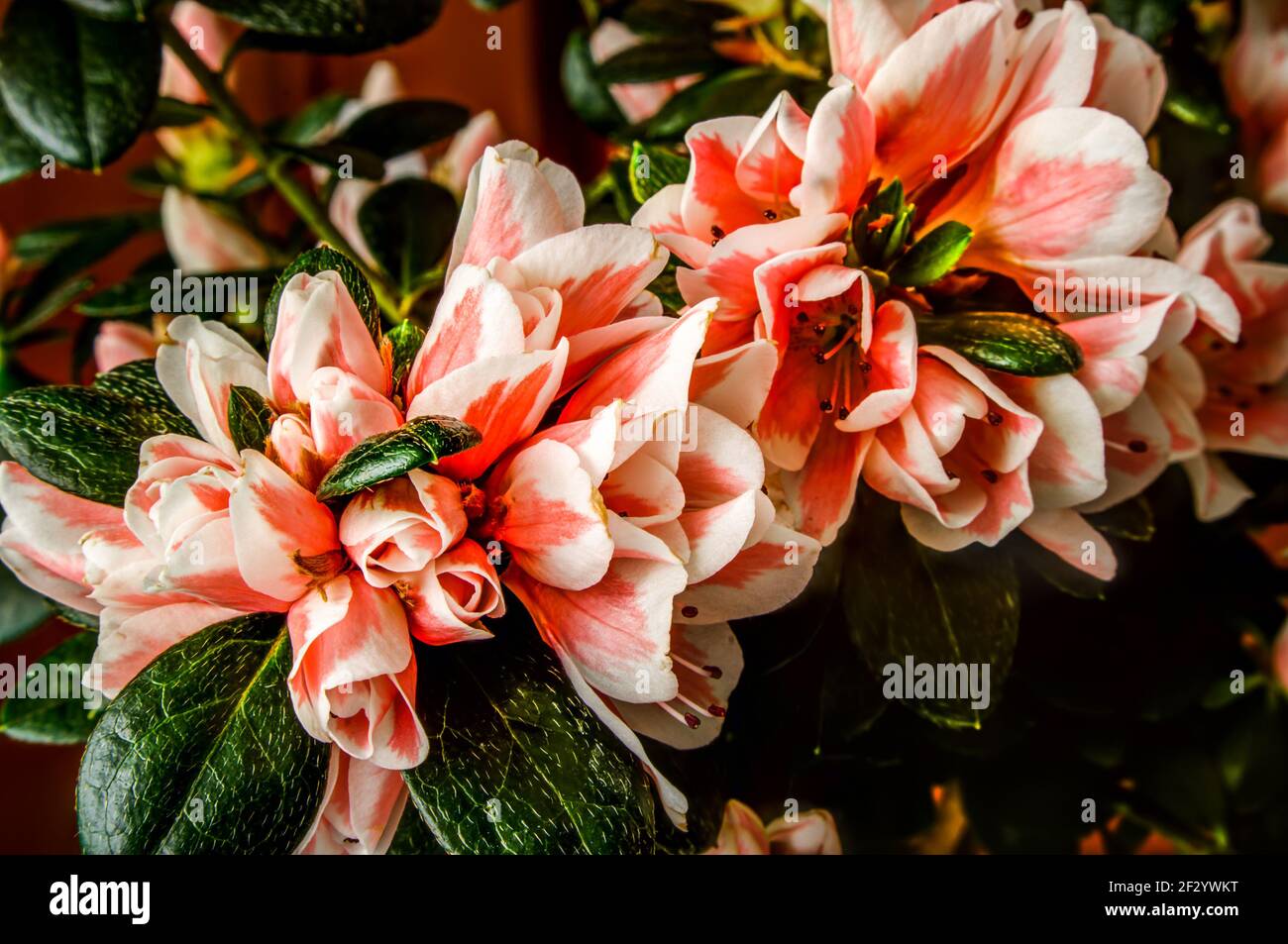Azalea, Rhododendron, flowers with white and red petals Stock Photo