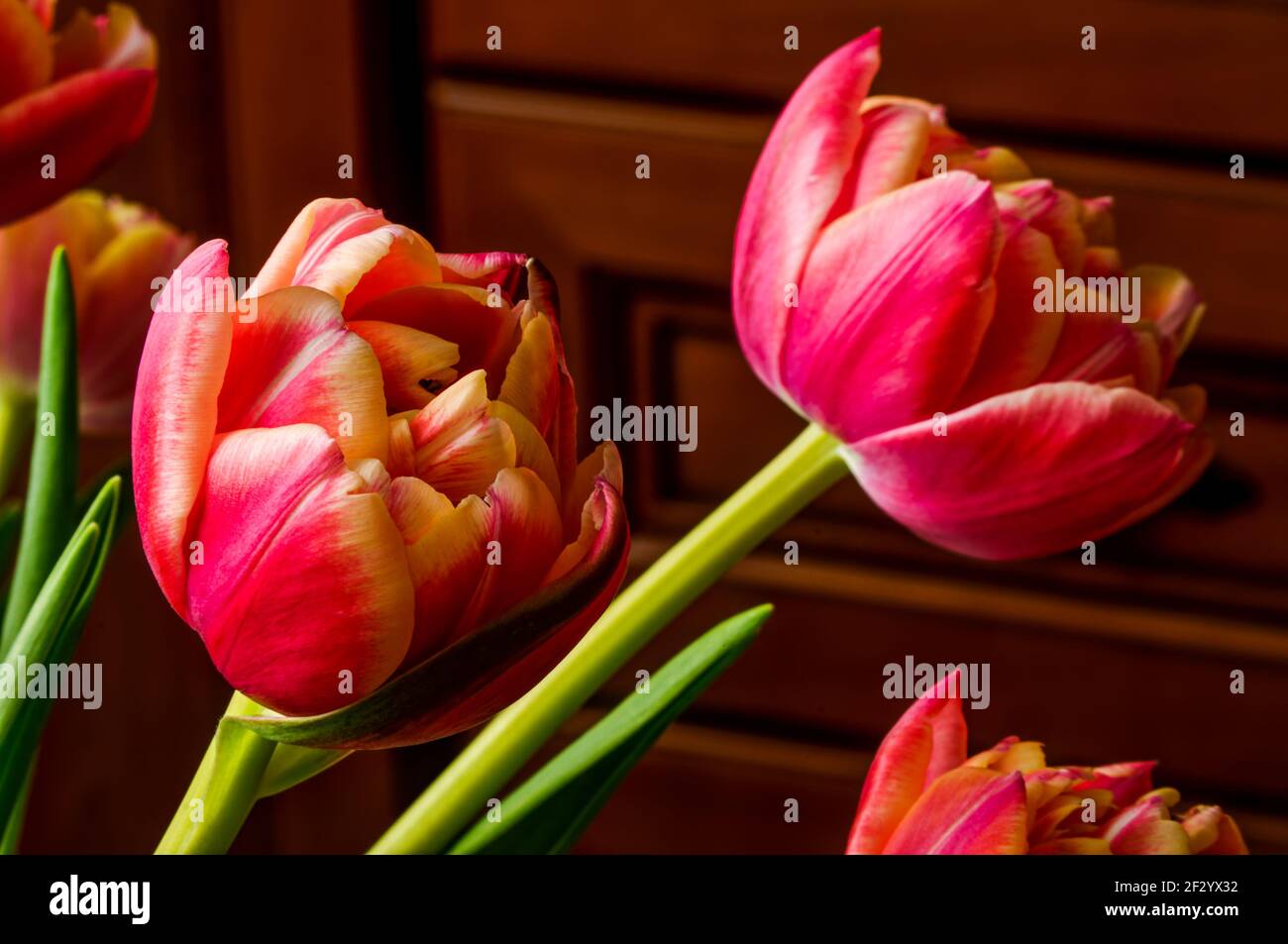 red and yellow tulips in full bloom photographed from close distance ...