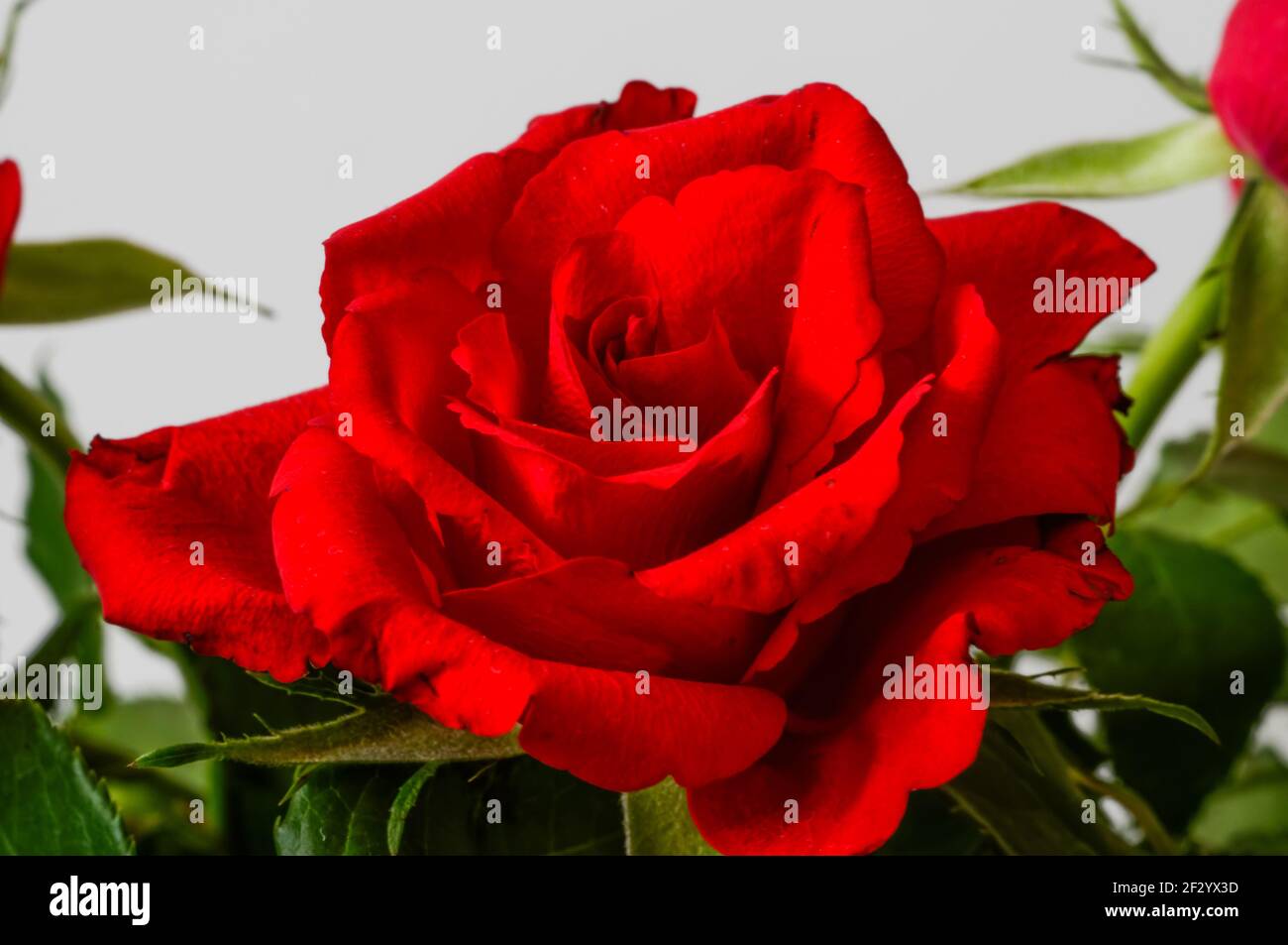 red rose on a light background,macro,blooming flower Stock Photo - Alamy