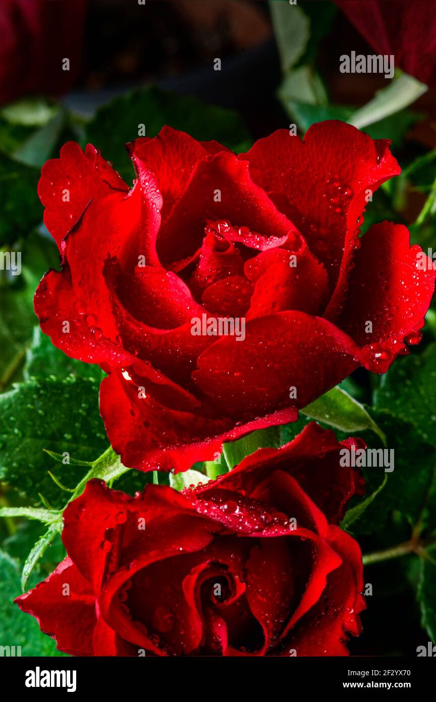 Two full roses hi-res stock photography and images - Alamy