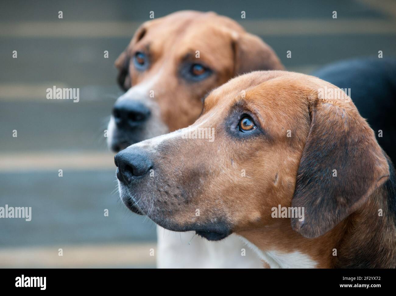 Two foxhounds of the Percy Hunt, Alnwick, Northumberland, England, UK ...